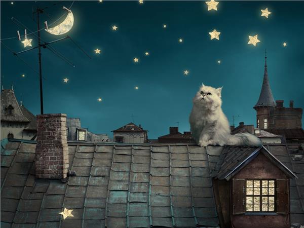 Damdaki Kedi Çocuk Odası Duvar Kağıdı