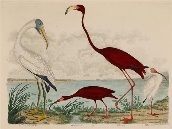 Flamingo Tasarım Duvar Kağıdı