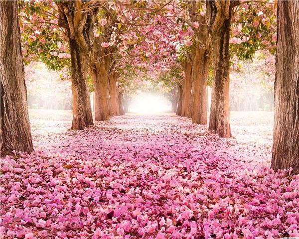 Pembe Çiçekli Yol Duvar Kağıdı
