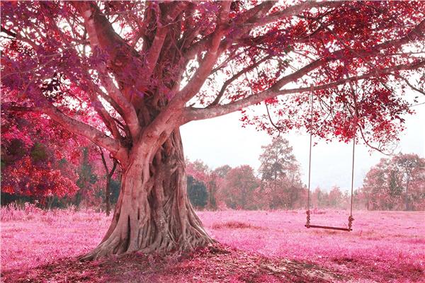 Pembe Yapraklı Ağaç Duvar Kağıdı