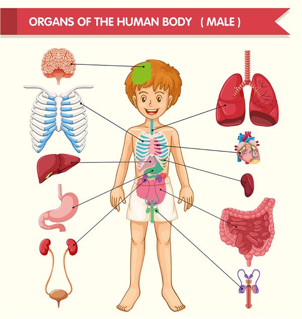 Çocuk Muayene Odası Eğitici İnsan Vücudu Organları Duvar Kağıdı
